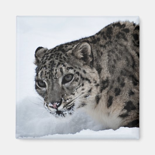 Snow Leopard Magneet (Voorkant)