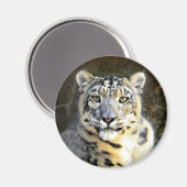 Snow Leopard Magneet (Voorkant / Achterkant)