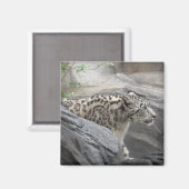Snow Leopard Magnet (Voorkant / Achterkant)