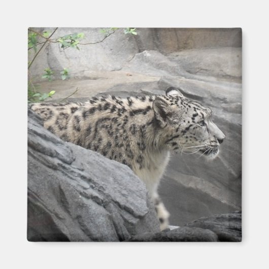 Snow Leopard Magnet (Voorkant)