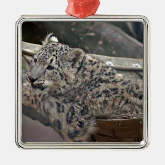 Snow Leopard Metalen Ornament (Voorkant)