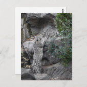 Snow Leopard moeder en welp Briefkaart (Voorkant / Achterkant)