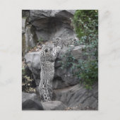 Snow Leopard moeder en welp Briefkaart (Voorkant)