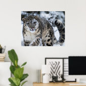 Snow Leopard on the Prowl Poster (Thuiskantoor)