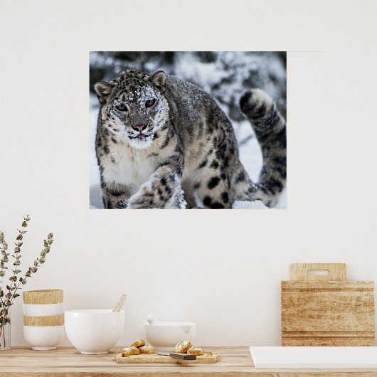 Snow Leopard on the Prowl Poster (Keuken)