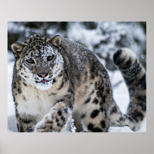 Snow Leopard on the Prowl Poster
