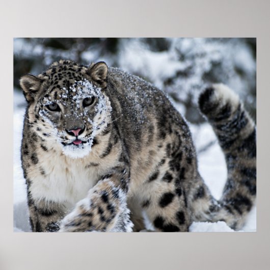 Snow Leopard on the Prowl Poster (Voorkant)