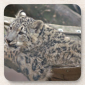Snow Leopard Onderzetter (Voorkant)