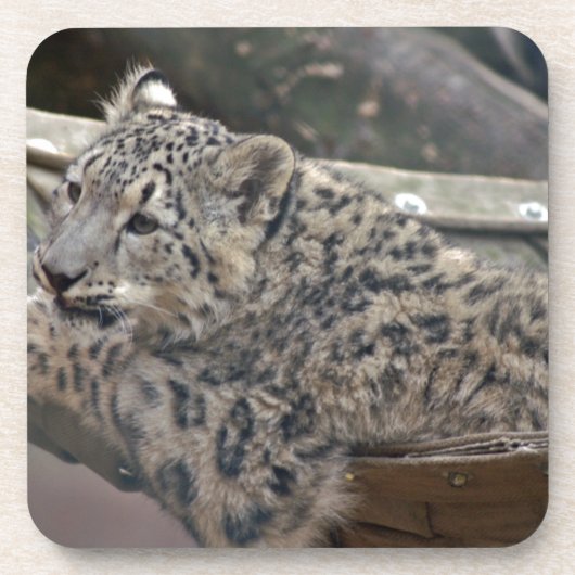 Snow Leopard Onderzetter (Voorkant)