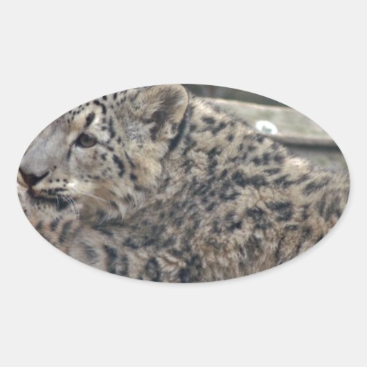 Snow Leopard Ovale Sticker (Voorkant)