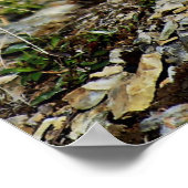 Snow Leopard Posing Poster (Hoek)