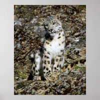 Snow Leopard Posing