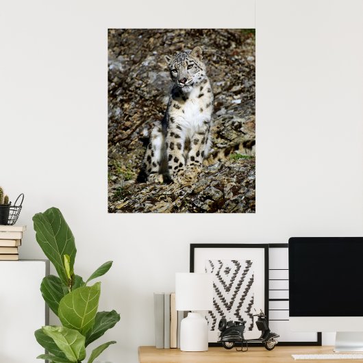 Snow Leopard Posing Poster (Thuiskantoor)