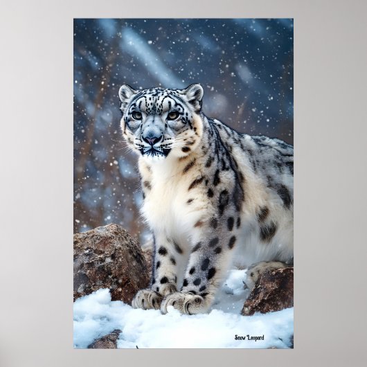 Snow Leopard Poster (Voorkant)
