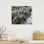 Snow Leopard Poster (Keuken)