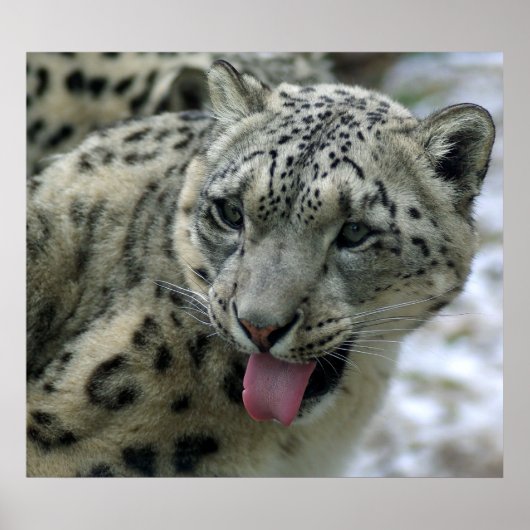 Snow Leopard Poster (Voorkant)