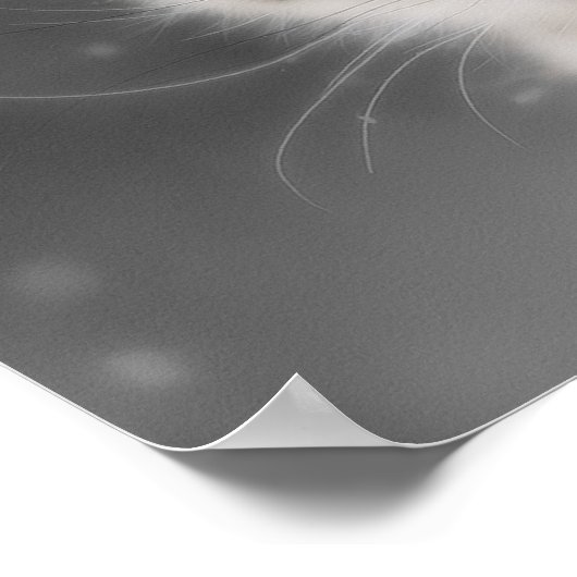 Snow Leopard Poster (Hoek)