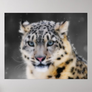 Snow Leopard Poster