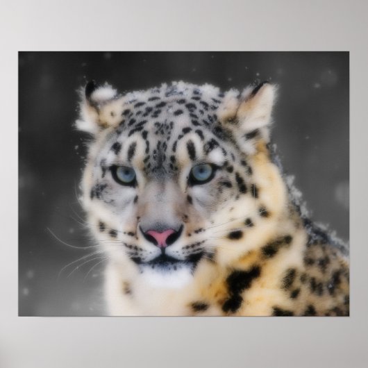 Snow Leopard Poster (Voorkant)