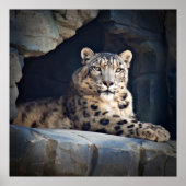 Snow Leopard Poster (Voorkant)