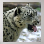 Snow Leopard Poster (Voorkant)