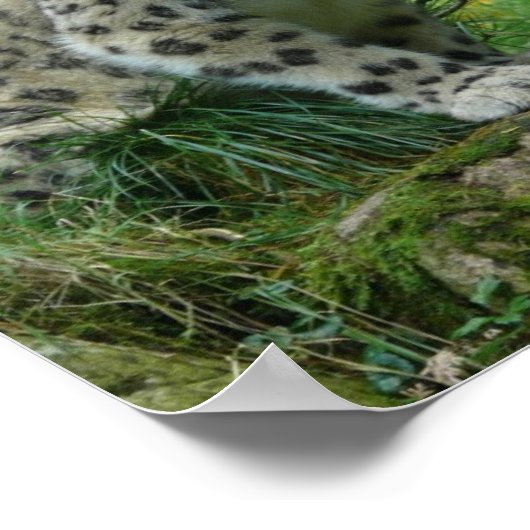 Snow Leopard Poster (Hoek)