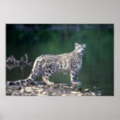 Snow Leopard Poster (Voorkant)