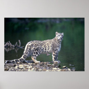 Snow Leopard Poster