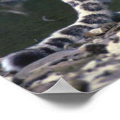 Snow Leopard Poster (Hoek)