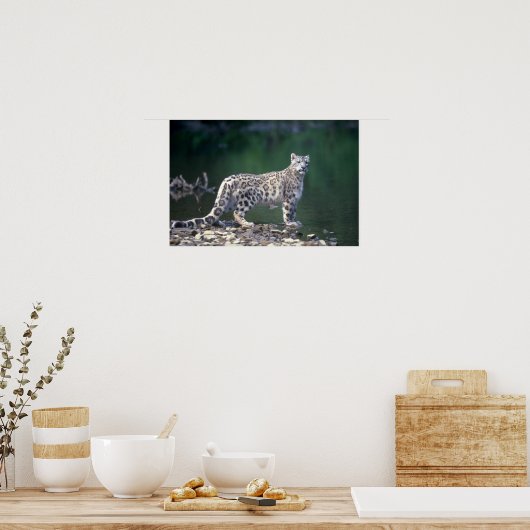 Snow Leopard Poster (Keuken)