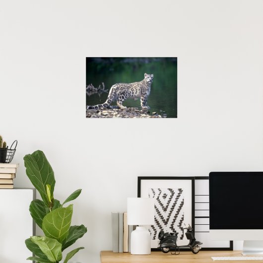 Snow Leopard Poster (Thuiskantoor)
