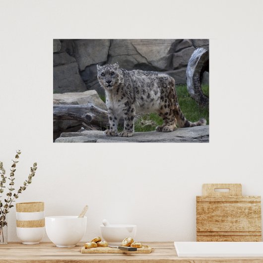 Snow Leopard Poster (Keuken)