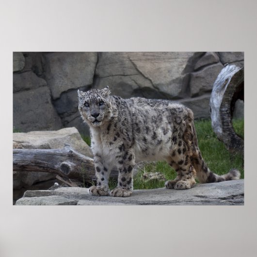 Snow Leopard Poster (Voorkant)