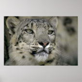 Snow Leopard Poster (Voorkant)