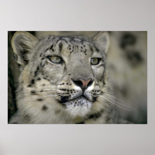 Snow Leopard Poster (Voorkant)