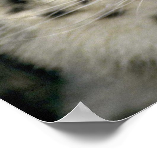 Snow Leopard Poster (Hoek)