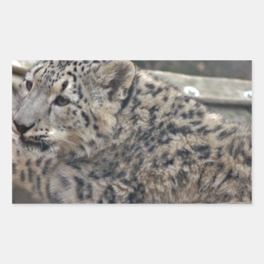 Snow Leopard Rechthoekige Sticker (Voorkant)
