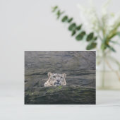Snow Leopard Resting Briefkaart (Staand voorkant)