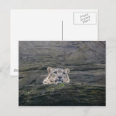 Snow Leopard Resting Briefkaart (Voorkant / Achterkant)