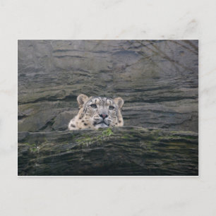 Snow Leopard Resting Briefkaart