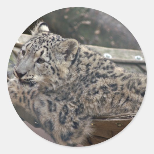 Snow Leopard Ronde Sticker (Voorkant)