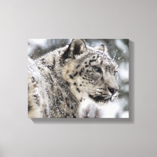 Snow Leopard Snow Portrait Canvas Afdruk