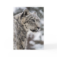 Snow Leopard staat in de sneeuw