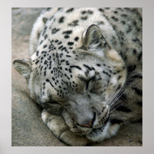 Snow Leopard - Sweet Dreams Poster