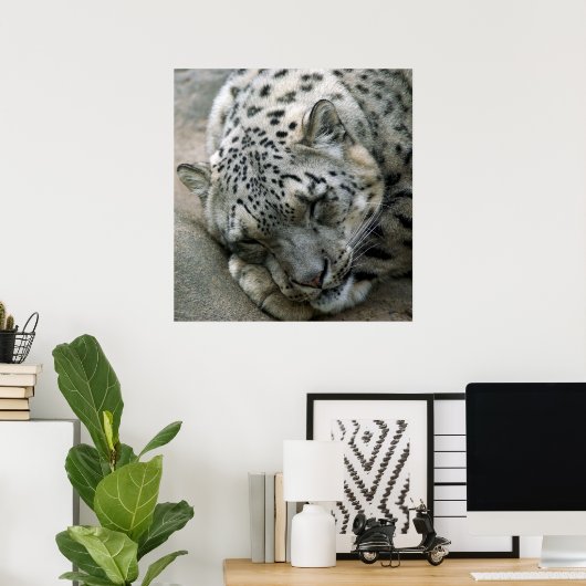 Snow Leopard - Sweet Dreams Poster (Thuiskantoor)