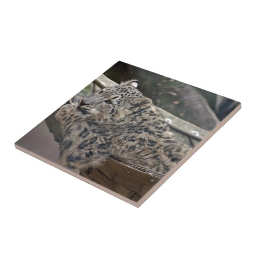 Snow Leopard Tegeltje (Zijkant)