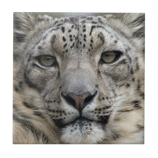 Snow Leopard Tile Tegeltje (Voorkant)