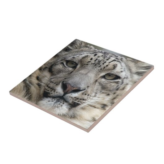 Snow Leopard Tile Tegeltje (Zijkant)