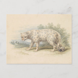 Snow Leopard van Charles Hamilton Smith Briefkaart