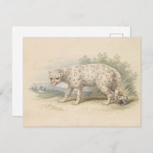 Snow Leopard van Charles Hamilton Smith Briefkaart (Voorkant / Achterkant)